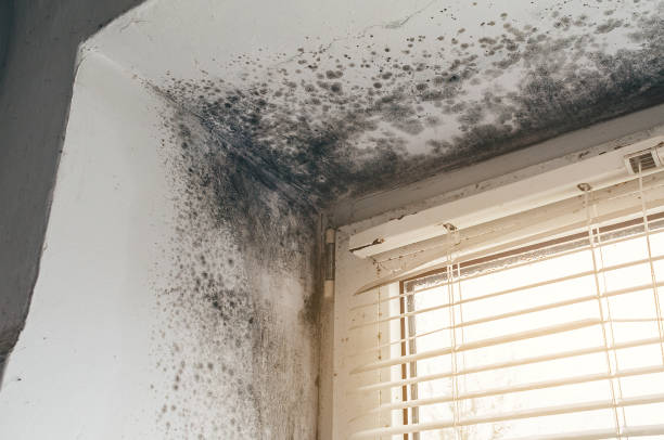 Affordable Mold Removal solutions in Burtonsville, MD